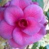 Purple Dawn Camellia Japonica - 7 Gallon Pot (3-4') -FloraHaven Shop Camellia Purple Dawn 9 1