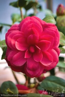 Purple Dawn Camellia Japonica - 7 Gallon Pot (3-4') -FloraHaven Shop Camellia Purple Dawn JW 1 1