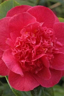 Red Fellow Camellia Japonica - 3 Gallon Pot 9 Red Fellow Camellia Japonica - 3 Gallon Pot -FloraHaven Shop Camellia Red Fellow 1