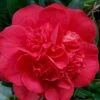 Red Fellow Camellia Japonica - 3 Gallon Pot 2 Red Fellow Camellia Japonica - 3 Gallon Pot -FloraHaven Shop Camellia Red Fellow 2