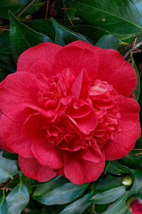 Red Fellow Camellia Japonica - 3 Gallon Pot 3 Red Fellow Camellia Japonica - 3 Gallon Pot