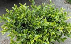 Royal Flush Shi Shi Variegated Camellia Sasanqua - 3 Gallon Pot -FloraHaven Shop Camellia Royal Flush Shi Shi 2