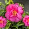Royal Flush Shi Shi Variegated Camellia Sasanqua - 3 Gallon Pot -FloraHaven Shop Camellia Royal Flush Shi Shi 4