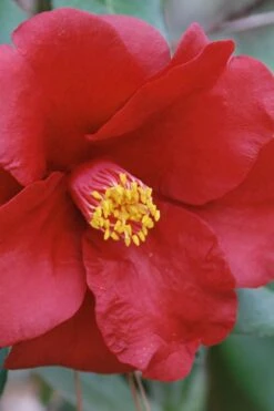 Royal Velvet Red Camellia Japonica - 3 Gallon Pot -FloraHaven Shop Camellia Royal Velvet 2