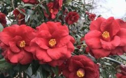 Royal Velvet Red Camellia Japonica - 3 Gallon Pot -FloraHaven Shop Camellia Royal Velvet 3