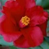 Royal Velvet Red Camellia Japonica - 3 Gallon Pot 1 Royal Velvet Red Camellia Japonica - 3 Gallon Pot -FloraHaven Shop Camellia Royal Velvet 5