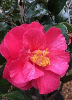 Rutledge Minnix Camellia Japonica - 3 Gallon Pot -FloraHaven Shop Camellia Rutledge Minnix 2