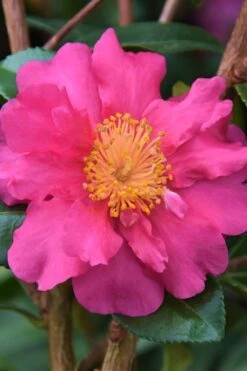 Sekiyo Camellia Sasanqua - 3 Gallon Pot