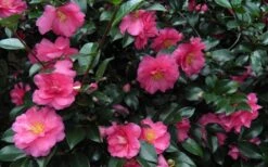 Shishi Gashira Dwarf Camellia Sasanqua - 7 Gallon Pot -FloraHaven Shop Camellia Shishi Gashira 24