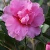 Showa No Sakae Dwarf Camellia Sasanqua - 3 Gallon Pot -FloraHaven Shop Camellia Showa No Sakae 11