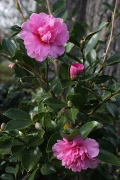 Showa No Sakae Dwarf Camellia Sasanqua - 3 Gallon Pot -FloraHaven Shop Camellia Showa No Sakae 12