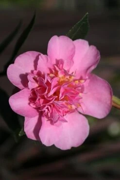 Showa No Sakae Dwarf Camellia Sasanqua - 3 Gallon Pot -FloraHaven Shop Camellia Showa No Sakae 13