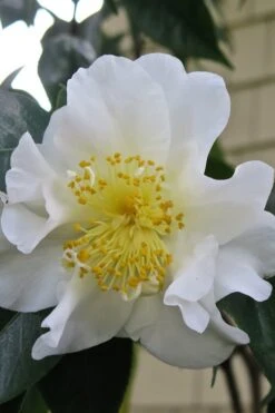 Silver Waves Camellia Japonica - 1 Gallon Pot -FloraHaven Shop Camellia Silver Waves 6