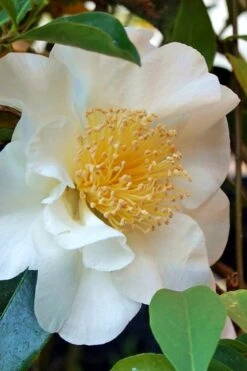 Silver Waves Camellia Japonica - 1 Gallon Pot -FloraHaven Shop Camellia Silver Waves 7