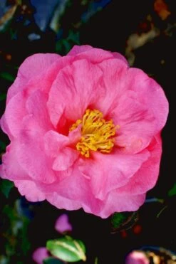 Stephanie Golden Dwarf Camellia Sasanqua - 3 Gallon Pot 11 Stephanie Golden Dwarf Camellia Sasanqua - 3 Gallon Pot -FloraHaven Shop Camellia Stephanie Golden 12