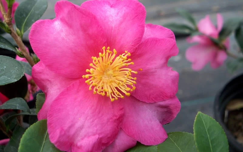 Stephanie Golden Dwarf Camellia Sasanqua - 3 Gallon Pot 6 Stephanie Golden Dwarf Camellia Sasanqua - 3 Gallon Pot - Image 4