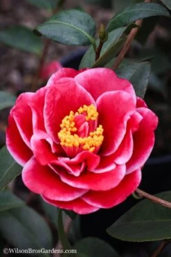 Tama Vino Camellia Japonica - 1 Gallon Pot -FloraHaven Shop Camellia Tama Vinio 7