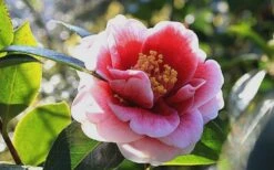 Tama Vino Camellia Japonica - 1 Gallon Pot -FloraHaven Shop Camellia Tama Vino 7