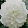 White By The Gate Camellia Japonica - 6 Pack Of 1 Gallon Pot 1 White By The Gate Camellia Japonica - 6 Pack Of 1 Gallon Pot -FloraHaven Shop Camellia White By The Gate 5 1