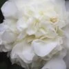 White Debutante Camellia Japonica - 3 Gallon Pot 1 White Debutante Camellia Japonica - 3 Gallon Pot -FloraHaven Shop Camellia White Debutante 21