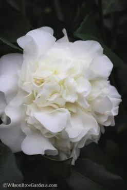 White Debutante Camellia Japonica - 3 Gallon Pot -FloraHaven Shop Camellia White Debutante 22