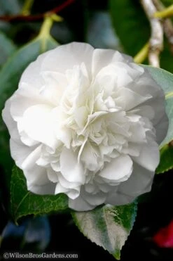 White Debutante Camellia Japonica - 3 Gallon Pot -FloraHaven Shop Camellia White Debutante 5