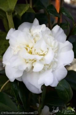 White Debutante Camellia Japonica - 3 Gallon Pot -FloraHaven Shop Camellia White Debutante JW 2