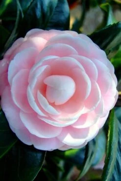 Winter's Rose Cold Hardy Dwarf Camellia - 2 Gallon Pot -FloraHaven Shop Camellia Winters Rose 6