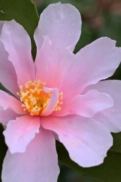 Winter's Toughie Cold Hardy Camellia - 3 Gallon Pot -FloraHaven Shop Camellia Winters Toughie 3 1