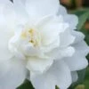 Winter's Waterlily Cold Hardy Camellia - 1 Gallon Pot 2 Winter's Waterlily Cold Hardy Camellia - 1 Gallon Pot -FloraHaven Shop Camellia Winters Waterlily
