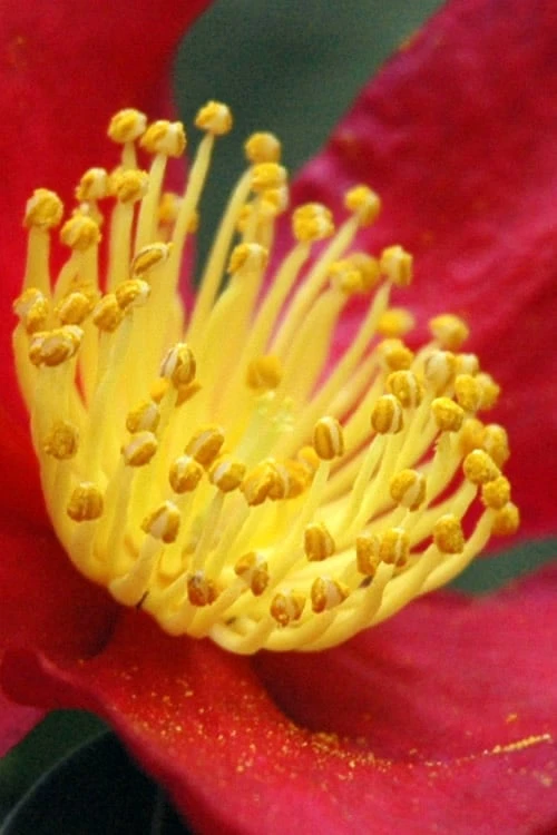 Yuletide Camellia Sasanqua - 6 Pack Of 1 Gallon Pots 7 Yuletide Camellia Sasanqua - 6 Pack Of 1 Gallon Pots - Image 5