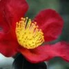 Yuletide Camellia Sasanqua - 6 Pack Of 1 Gallon Pots 2 Yuletide Camellia Sasanqua - 6 Pack Of 1 Gallon Pots -FloraHaven Shop Camellia Yuletide 31
