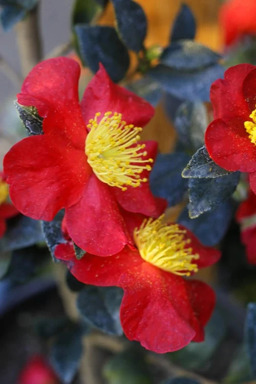Yuletide Camellia Sasanqua - 6 Pack Of 1 Gallon Pots 6 Yuletide Camellia Sasanqua - 6 Pack Of 1 Gallon Pots - Image 4