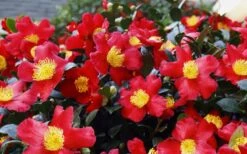 Yuletide Camellia Sasanqua - 6 Pack Of 1 Gallon Pots 15 Yuletide Camellia Sasanqua - 6 Pack Of 1 Gallon Pots -FloraHaven Shop Camellia Yuletide 34