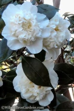Fifth Avenue White Camellia Japonica - 1 Gallon Pot -FloraHaven Shop Camellia fifth avenue 20