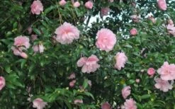 Cotton Candy Camellia Sasanqua - 3 Gallon Pot -FloraHaven Shop CamelliaCottonCandy 2 1