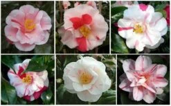 Lady Vansittart Multicolor Camellia Japonica - 3 Gallon Pot -FloraHaven Shop CamelliaLadyVasittart 2 2