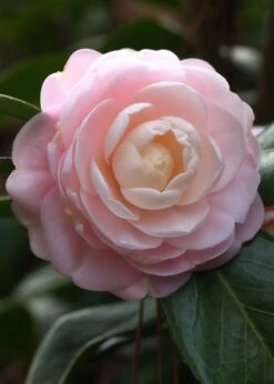 Pink Perfection Camellia Japonica - 1 Gallon Pot 13 Pink Perfection Camellia Japonica - 1 Gallon Pot -FloraHaven Shop Camillia Pink Perfection