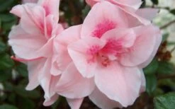 Autumn Belle Encore Azalea - 1 Gallon Pot -FloraHaven Shop Encore Azalea Autumn Belle