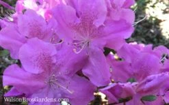 Autumn Lilac Encore Azalea - 1 Gallon Pot -FloraHaven Shop Encore Azalea Autumn Lilac 7