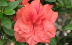 Autumn Monarch Encore Azalea - 3 Gallon Pot -FloraHaven Shop Encore Azalea Autumn Monarch 4 50 2