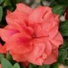 Autumn Monarch Encore Azalea - 3 Gallon Pot -FloraHaven Shop Encore Azalea Autumn Monarch 500x750 3