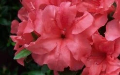 Autumn Princess Encore Azalea - 1 Gallon Pot -FloraHaven Shop Encore Azalea Autumn Princess