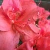 Autumn Princess Encore Azalea - 1 Gallon Pot -FloraHaven Shop Encore Azalea Autumn Princess 500x750 1