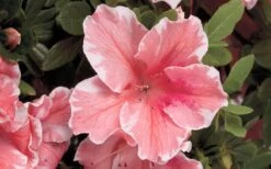 Autumn Sunburst Encore Azalea - 2 Gallon Pot -FloraHaven Shop Encore Azalea Autumn Sunburst 5 1
