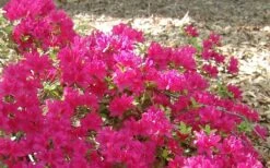 Autumn Sundance Encore Azalea - 1 Gallon Pot -FloraHaven Shop Encore Azalea Autumn Sundance 50