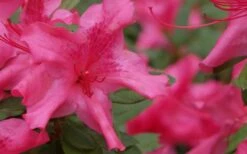 Autumn Sundance Encore Azalea - 1 Gallon Pot -FloraHaven Shop Encore Azalea Autumn Sundance 51