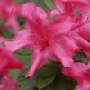 Autumn Sundance Encore Azalea - 1 Gallon Pot -FloraHaven Shop Encore Azalea Autumn Sundance Rev 500x750 1