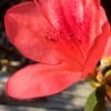 Autumn Sunset Encore Azalea - 1 Gallon Pot -FloraHaven Shop Encore Azalea Autumn Sunset 2 500x750 1