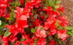 Autumn Sunset Encore Azalea - 1 Gallon Pot -FloraHaven Shop Encore Azalea Autumn Sunset 5